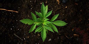 How To Grow Just A Few Cannabis Plants Outside