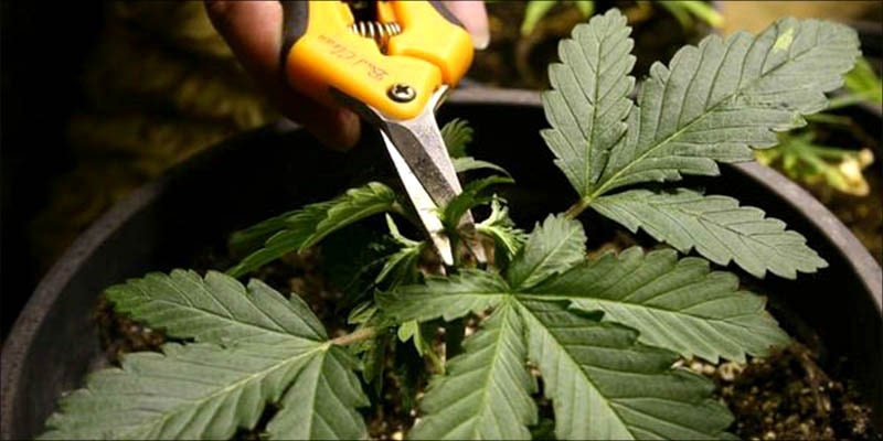 How To Grow 8 15 Questions Every First Time Weed Smoker Wants Answered