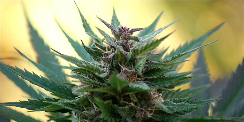 How To Grow 9 15 Questions Every First Time Weed Smoker Wants Answered