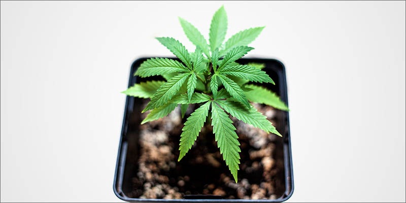 How To Grow hero 15 Questions Every First Time Weed Smoker Wants Answered