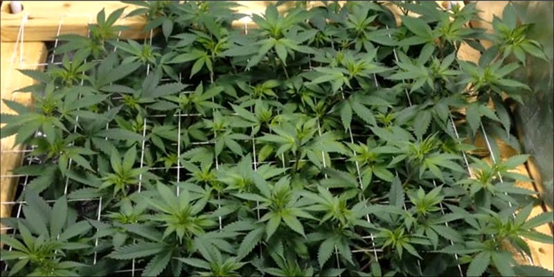 Perfect Grow Room 7 8 Steps To Building The Perfect Indoor Grow Room