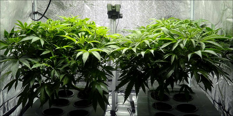 Perfect Grow Room 8 8 Steps To Building The Perfect Indoor Grow Room