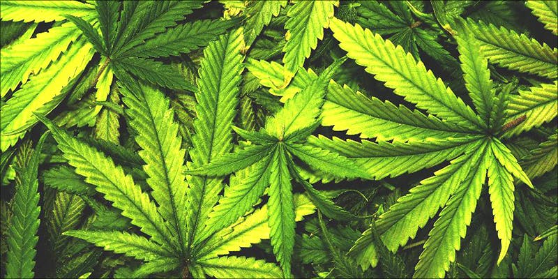 Pot Legalization In 2 UN Just Called For Worldwide Drug Decriminalization