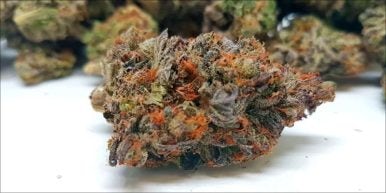 Purple Space Cookies hero 386x193 Purple Space Cookies Strain