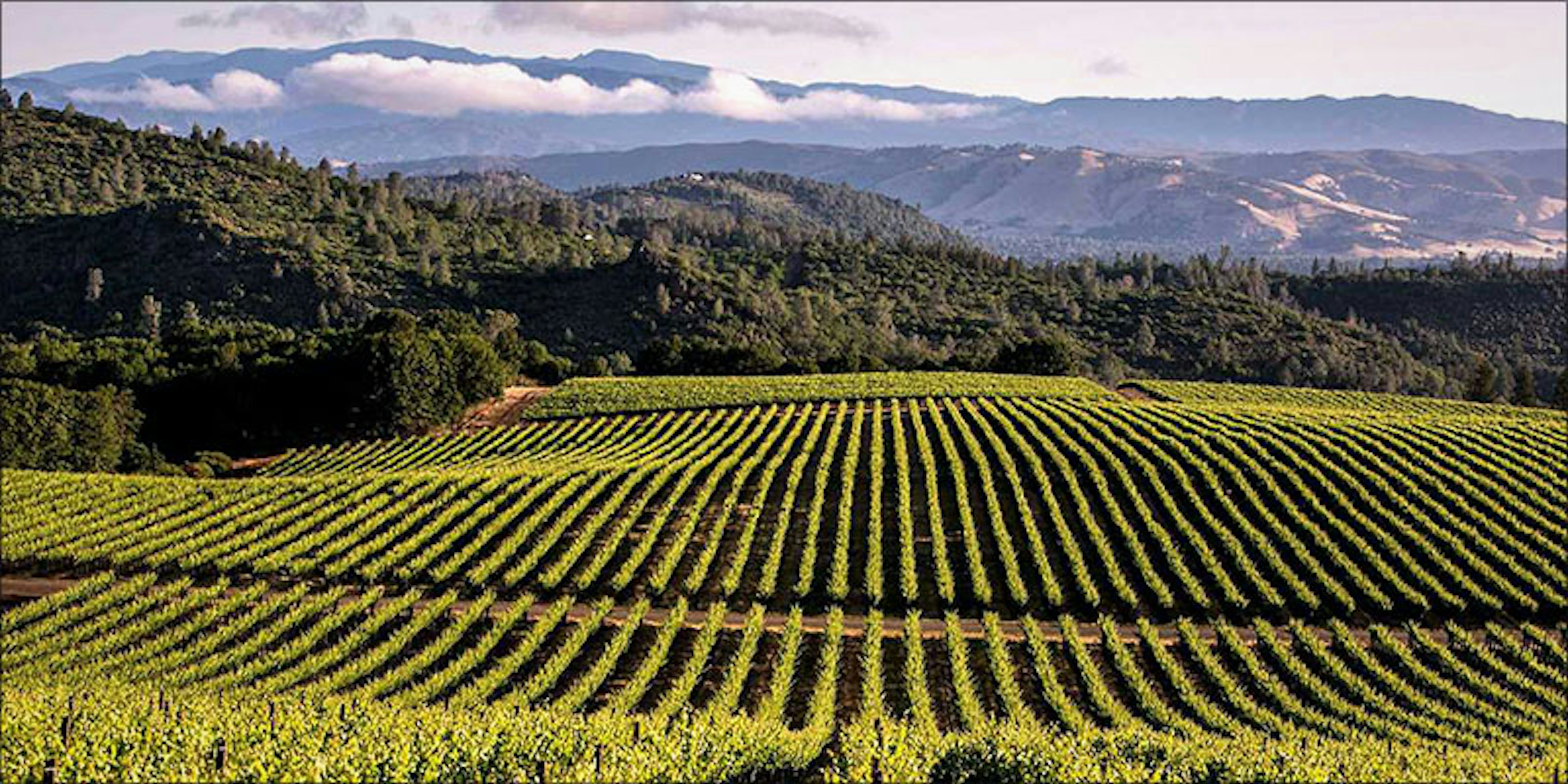 California's Famous Wine Country Is Looking More Like Cannabis Country