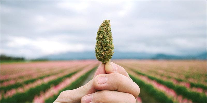 Delta 8 THC hero This Cannabis Advocate Says Legalized Weed Would Protect Young People