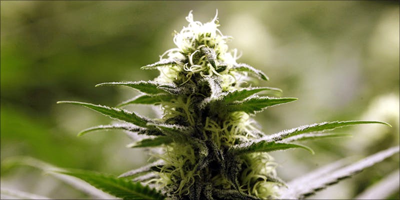 Marijuana Policy Project