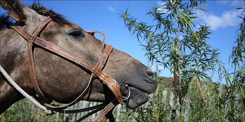 Pot Growers Neighbors 1 Pot Growers Neighbors Can Now Sue For Dank Weed Smells