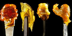 710: The Cannabis Holiday For Concentrate Lovers