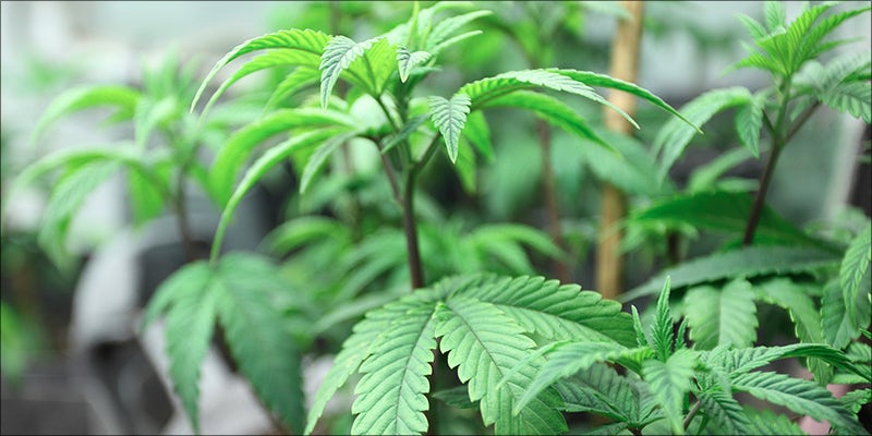 Terms To Understand 20 20 Terms To Understand If Youre A Newbie Weed Smoker