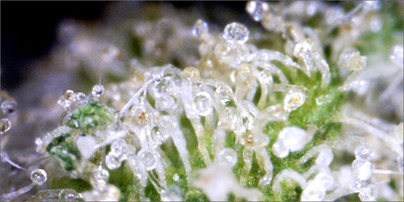 terpes 6 Easy Hacks To Smoke Weed Every Day And Stay Productive