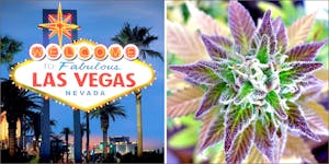 What Does The Future Of Legal Weed In Las Vegas Look Like?