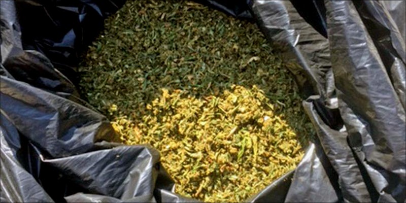 Big Bags Of 2 Freeway Litter Cleanup Crew Find 15 Pounds Of Dumped Weed