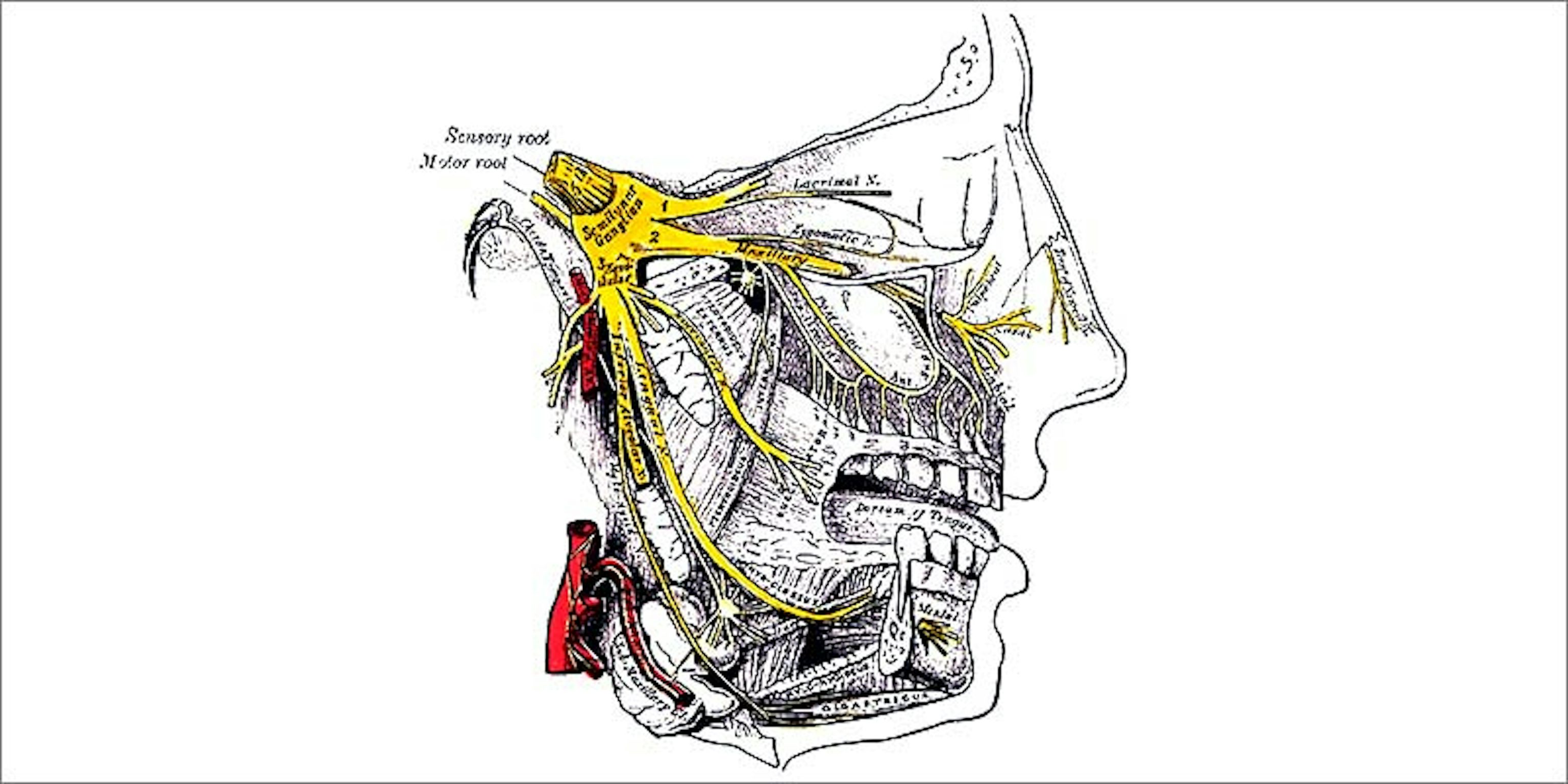 Тройничный нерв анатомия Изранов