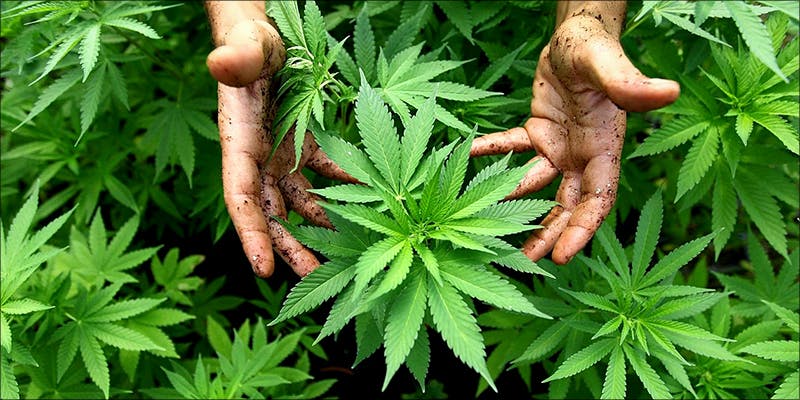 New Study Shows 4 New Study Shows That Weed Helps Stop HIV From Becoming AIDS