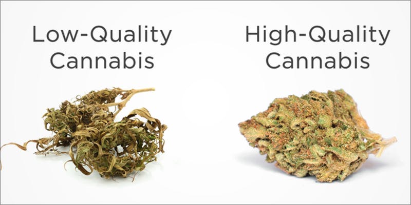 The Complete Connoisseur 2 The Complete Cannoisseurs Guide To Enjoying Cannabis