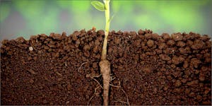 5 Reasons To Love Cannabis Roots And How To Effectively Use Them