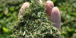 This Guy Was Arrested After Trying To Sell Grass Clippings As Weed