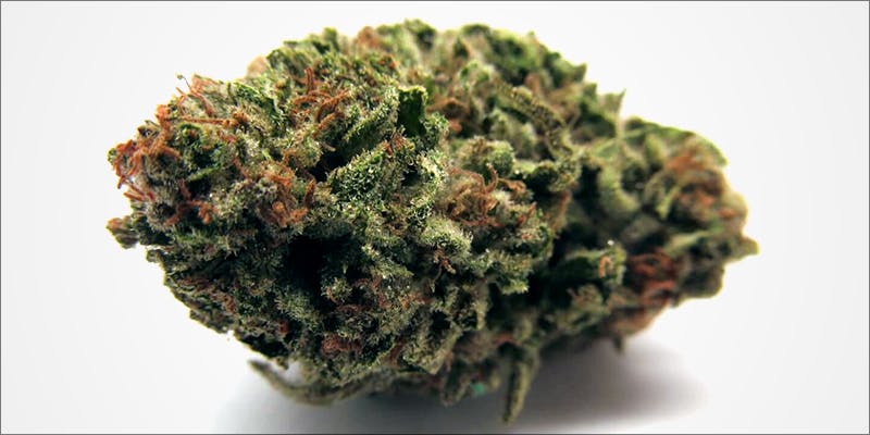 Mango Kush This hero This Cannabis Advocate Says Legalized Weed Would Protect Young People