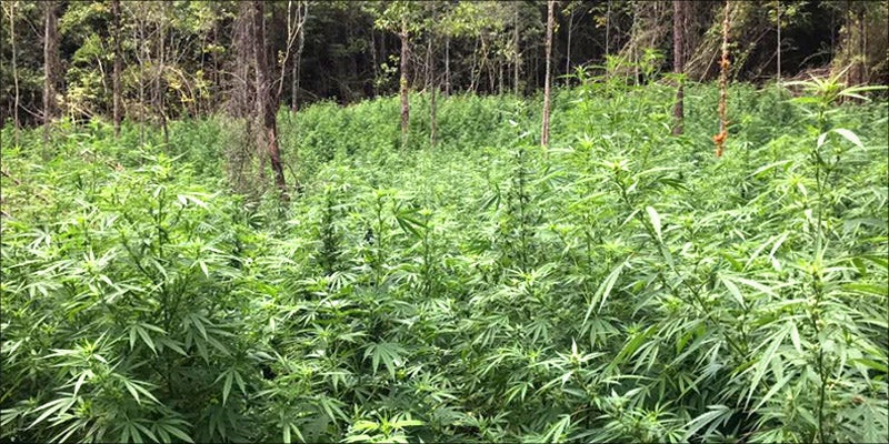 Mississippi Uprooting 4 1 Mississippi Feds Just Uprooted $20 Million Worth Of Illegal Weed