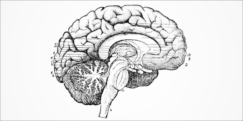 This Is How 3 This Is How Weed Is Processed In The Brain