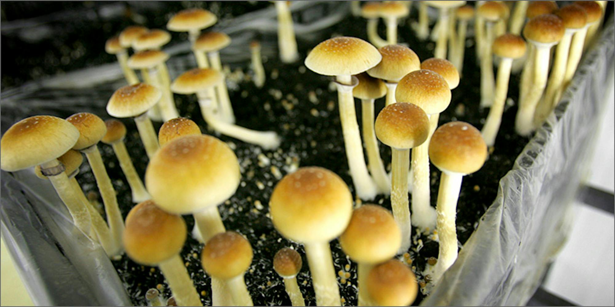 Magic Mushrooms Might Be Legalized In California Next Year | Herb