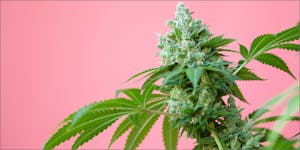 Society Jane Wants To Teach Women About Cannabis 101