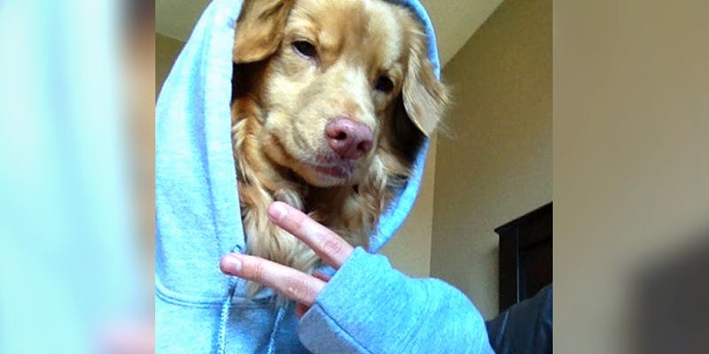 10 Dog Bios 1 2 10 Dogs That Will Hilariously Remind You Of A Stoner You Know