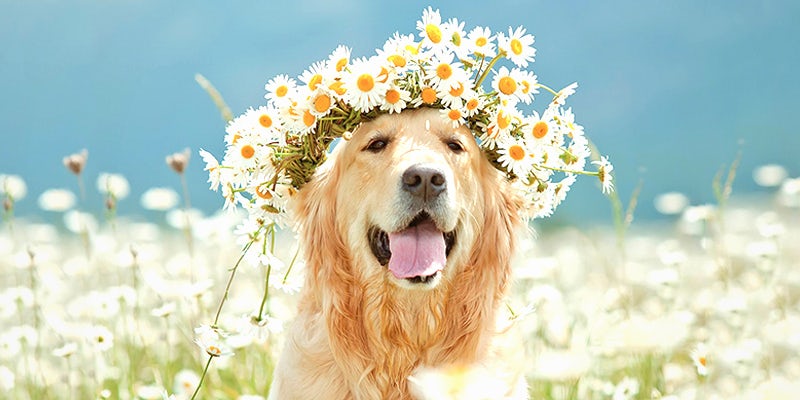 10 Dog Bios 2 2 10 Dogs That Will Hilariously Remind You Of A Stoner You Know