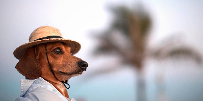 10 Dog Bios 3 2 10 Dogs That Will Hilariously Remind You Of A Stoner You Know