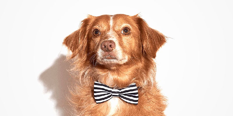 10 Dog Bios 8 2 10 Dogs That Will Hilariously Remind You Of A Stoner You Know