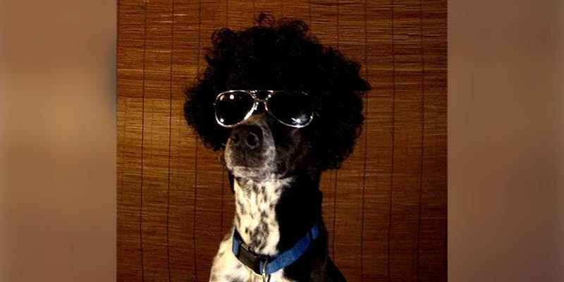 10 Dog Bios new 10 Dogs That Will Hilariously Remind You Of A Stoner You Know