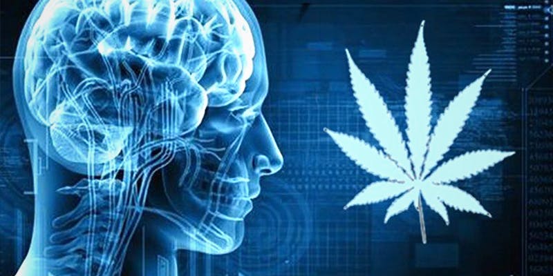 10 Medical Cannabis 9 10 Medical Cannabis Myths Busted