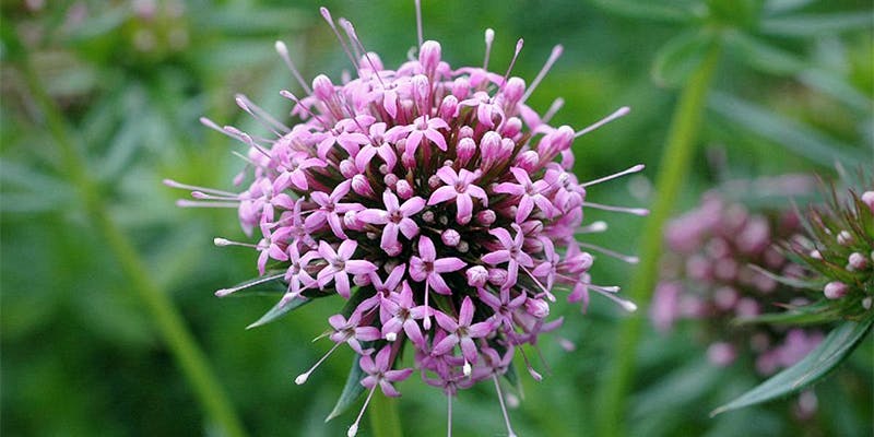 An Elderly Couple Was Robbed Because Their Garden Smells Like Weed