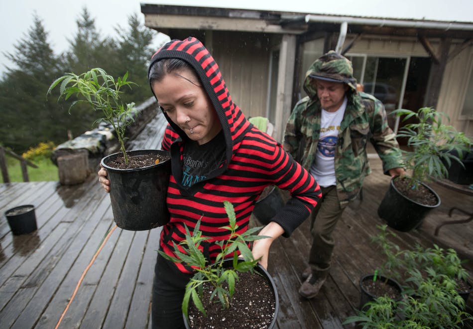 Abandoning The Emerald Triangle 5 of 5 Despite Legalization, Paramilitary Style Raids Plague Growers In The Emerald Triangle