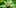 CBD strain New Study Confirms CBD Offers Protective Effect Against THC