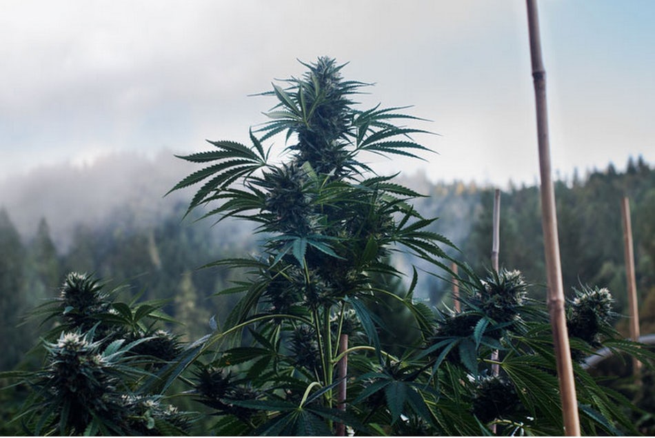 Emerald Triangle 1 of 24 The Nomadic Trimmers Of The Emerald Triangle (Photos)