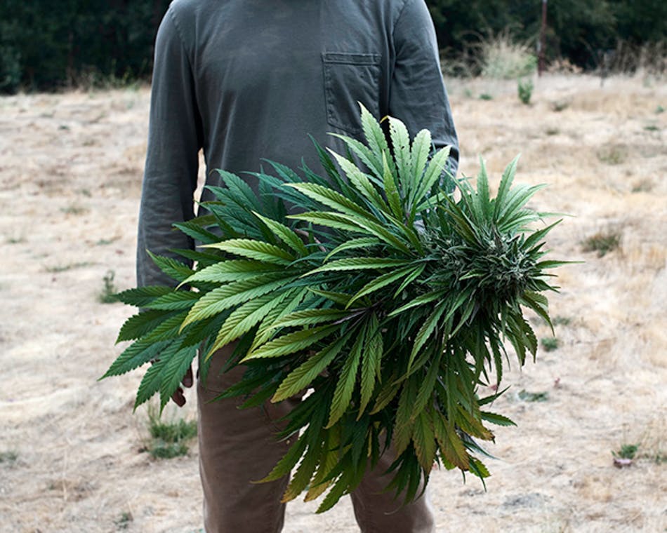 Emerald Triangle 24 of 24 The Nomadic Trimmers Of The Emerald Triangle (Photos)