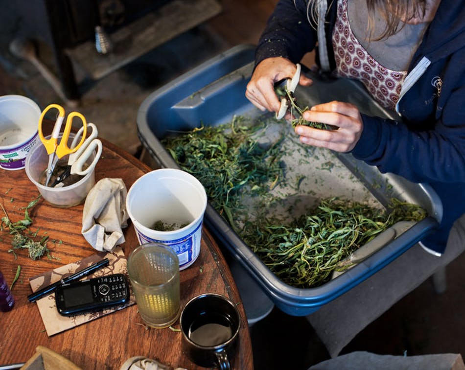 Emerald Triangle 3 of 24 The Nomadic Trimmers Of The Emerald Triangle (Photos)