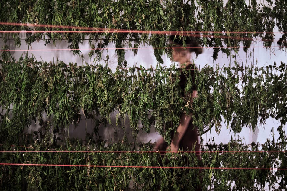 Emerald Triangle 4 of 24 The Nomadic Trimmers Of The Emerald Triangle (Photos)