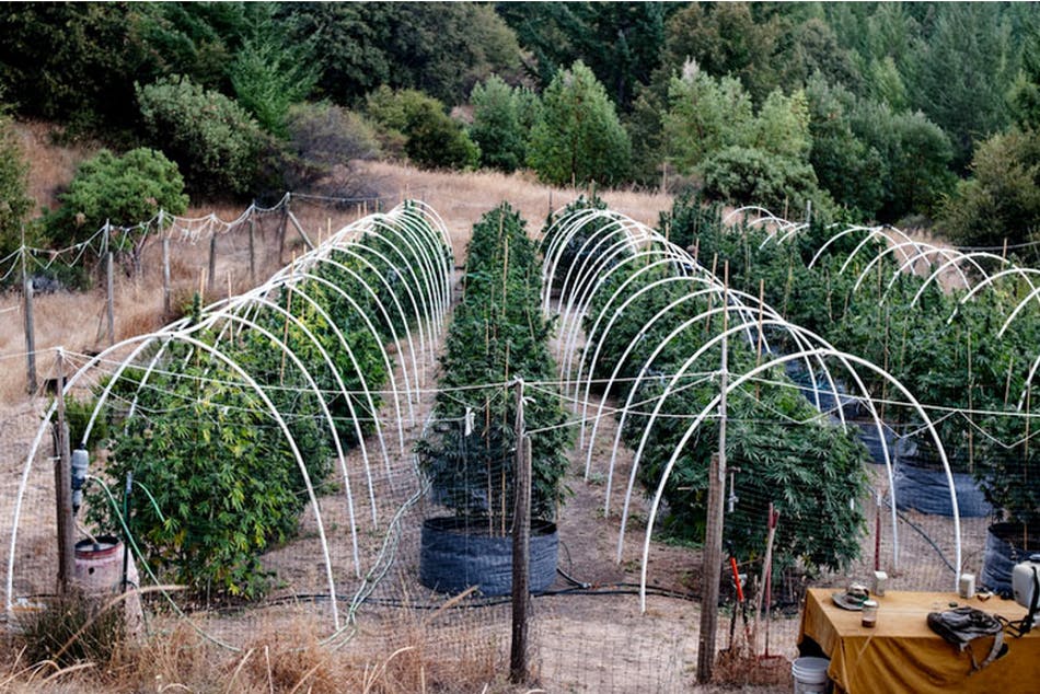 Emerald Triangle 8 of 24 The Nomadic Trimmers Of The Emerald Triangle (Photos)