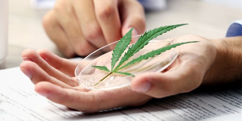 Israeli Study Finds 1 New Study Finds Cannabis Helps Children Suffering From Cerebral Palsy