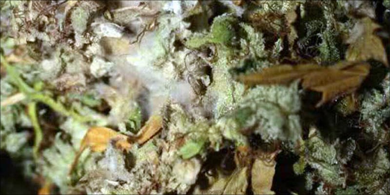 Local Laboratories Say 2 Local Laboratories Say The Majority Of Californias Pot Is Contaminated