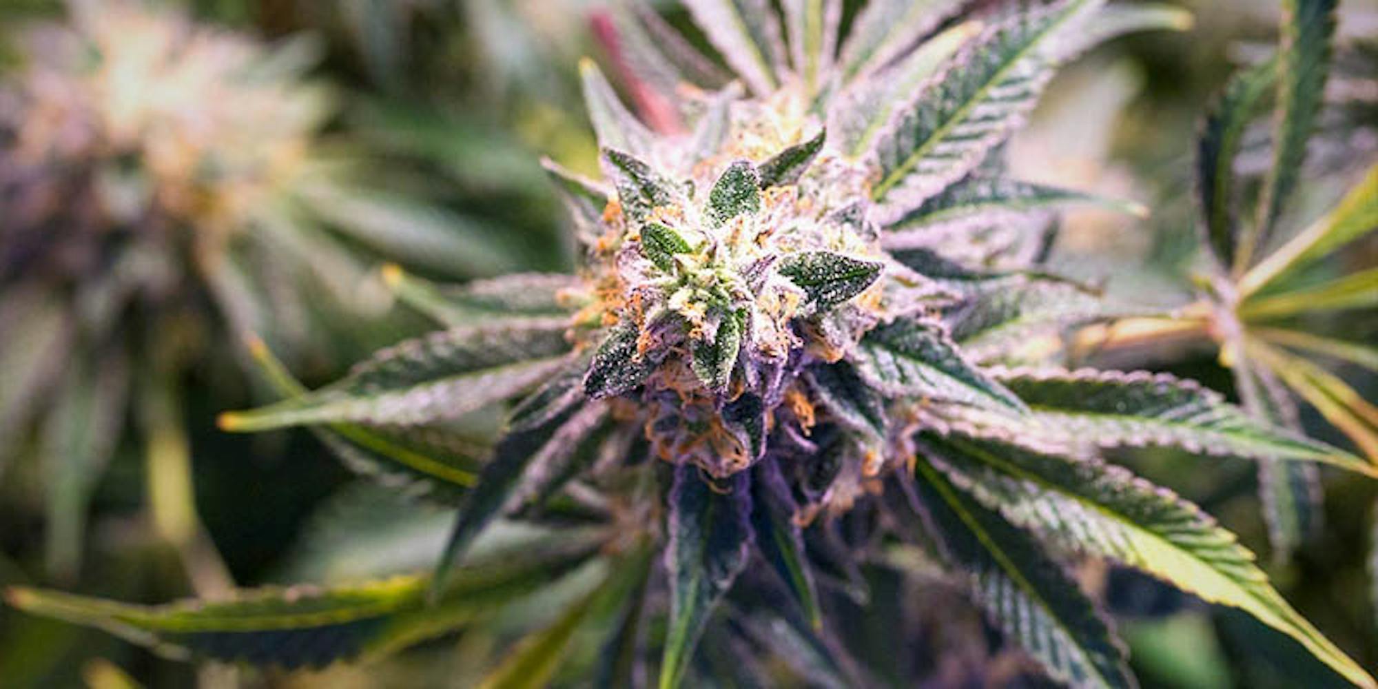 Los Angeles Could Make 50 Million A Year On Weed, But Where Will