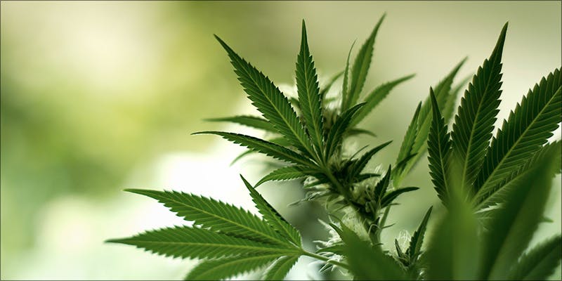 Massachusetts Cannabis Commission Controlled By Anti Weed Panel Herb
