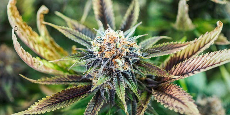 Is The Philippines About To Legalize Medical Cannabis?