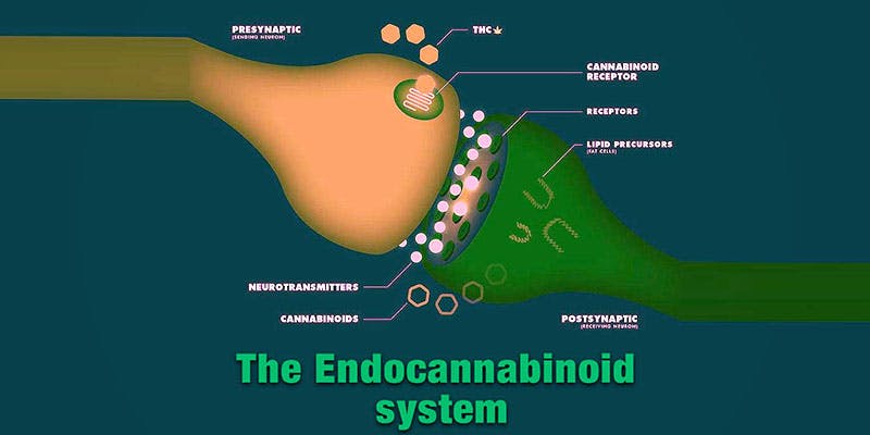 The Common Link 1 Science has Discovered A Common Link Between Breast Milk, Cannabis And Tea