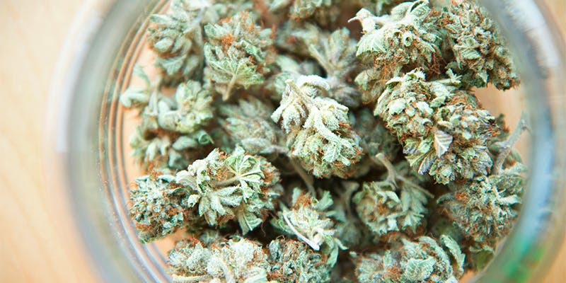 What Does Mold Smell Like >> This Is How You Can Tell If Your Weed Has Gone Bad What Does Mold Smell Like >> This Is How You Can Tell If Your Weed Has Gone Bad