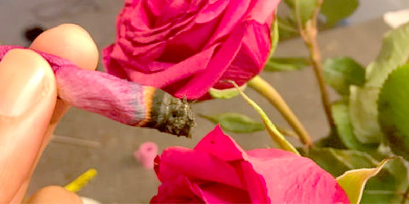 rose petal blunts