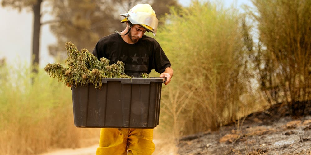 California Wildfire marijuana crops threatened